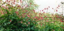 Canadian Columbine